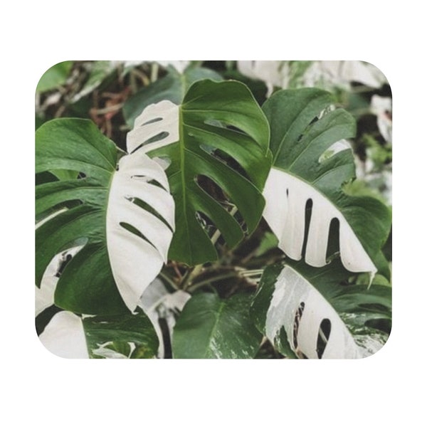 Gorgeous Monstera Albo Mouse Pad  Home work Home Office