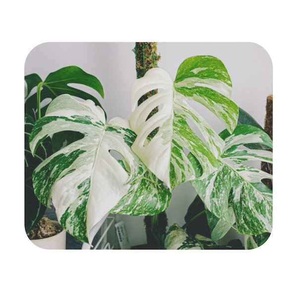 Mousepad Beautiful Monstera Albo *Mousepad* Home Office- MOUSEPAD -