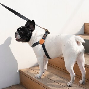 May include: A white and black French Bulldog wearing a black harness with a matching leash. The harness has a round, tan leather accent and floral detailing. The dog is standing on wooden steps.