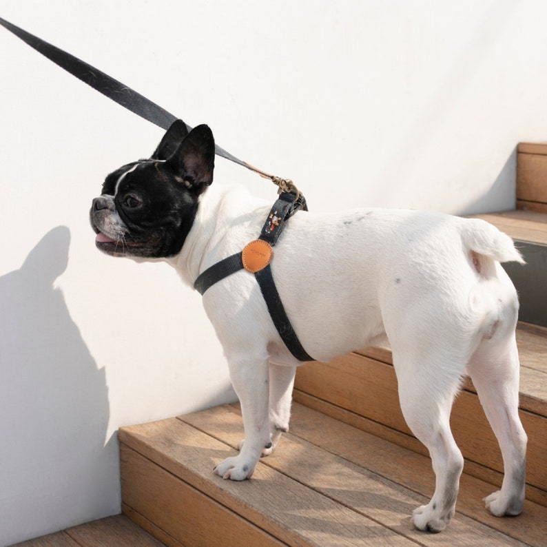 May include: A white and black French Bulldog wearing a black harness with a matching leash. The harness has a round, tan leather accent and floral detailing. The dog is standing on wooden steps.