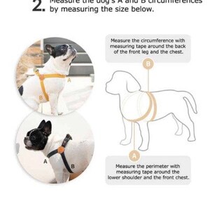 May include: Diagram illustrating how to measure a dog for a harness. Includes two circular images of a dog wearing a harness, labeled A and B, and a line drawing of a dog with measurement points. Text explains how to measure the dog's circumference.