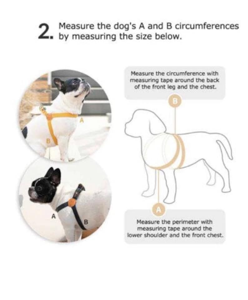 May include: Diagram illustrating how to measure a dog for a harness. Includes two circular images of a dog wearing a harness, labeled A and B, and a line drawing of a dog with measurement points. Text explains how to measure the dog's circumference.
