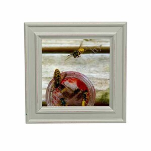 Könnte beinhalten: Ein gerahmtes Foto eines Glasbehälters mit roter Flüssigkeit darin. Mehrere gelbe und schwarze Wespen sind um den Behälter herum versammelt, eine davon fliegt darüber.