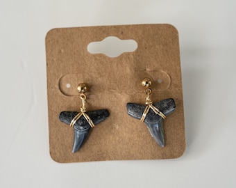 May include: A pair of earrings featuring fossilized shark teeth wrapped in gold wire and attached to gold posts.