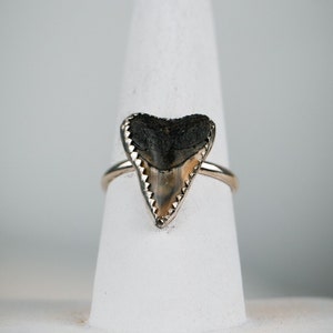 Shark Tooth Ring