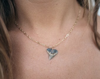 Gold Drilled Shark Tooth Necklace