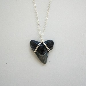 Silver Wrapped Shark Tooth Necklace