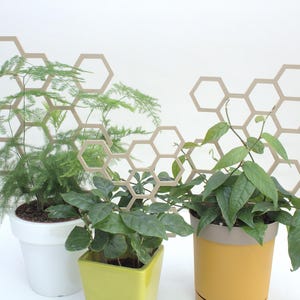 Pode incluir: Três plantas em vasos com divisores de treliça hexagonais de madeira. As plantas estão em vasos brancos, amarelos e verdes. A treliça é de cor marrom claro.