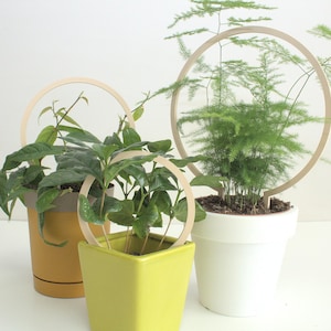 May include: Three potted plants with wooden hoops around them. The plants are in different coloured pots: yellow, green, and white. The hoops are different sizes.