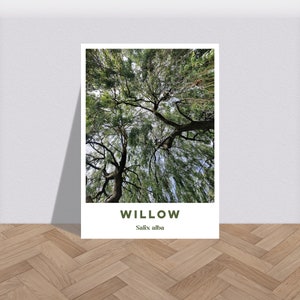 Willow Salix Botanischer Druck - Natur Floral Baumkronen Poster, Pflanzenliebhaber Laub Wandkunst, Blattblume Flora Fauna Kunstwerk Foto A6-A2