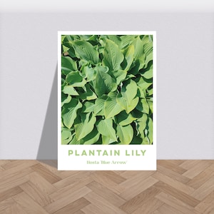 Plantain lily Hosta Blue Botanical Print - Nature Floral Poster, Plant Lover Foliage Wall Art, Leafy Flower Flora Fauna Artwork Photo A6-A2