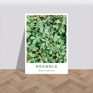 May include: A close-up photo of a bramble bush with green leaves and the text "BRAMBLE Rubus fruticosus" below the image.