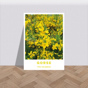 Könnte beinhalten: Eine Nahaufnahme eines Busches mit gelben Ginsterblüten, darunter der Text "GORSE" und "Ulex europaeus".