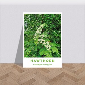 Weißdorn Botanischer Druck - Natur Floral Baumkronen Poster, Pflanzenliebhaber Laub Wandkunst, Blattblume Flora Fauna Kunstwerk Foto A6-A2