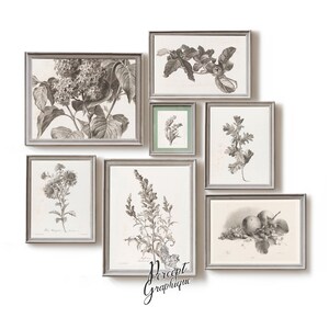 Botanical charcoal sketches instant downloads | Floral illustration scientific plant life series | Victorian classical | Printable art