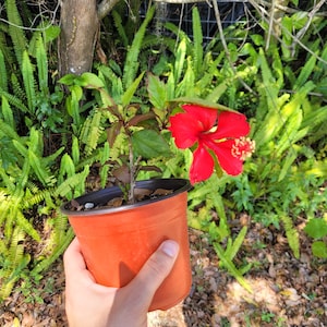 Red Hibiscus Plant- Live Plant in a 6 inch Pot - Hibiscus Rosa Sinensis