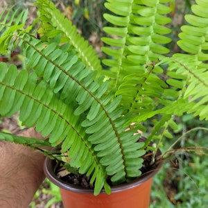 Boston Ferns Live Plant in 6 inch Pot