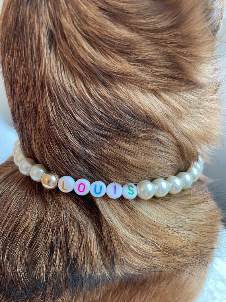 May include: A white pearl dog collar with the name "LOUIS" spelled out in colorful letters.