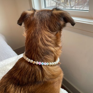 May include: A brown and black dog with a pearl necklace that spells out "LOUIS" in colorful letters.