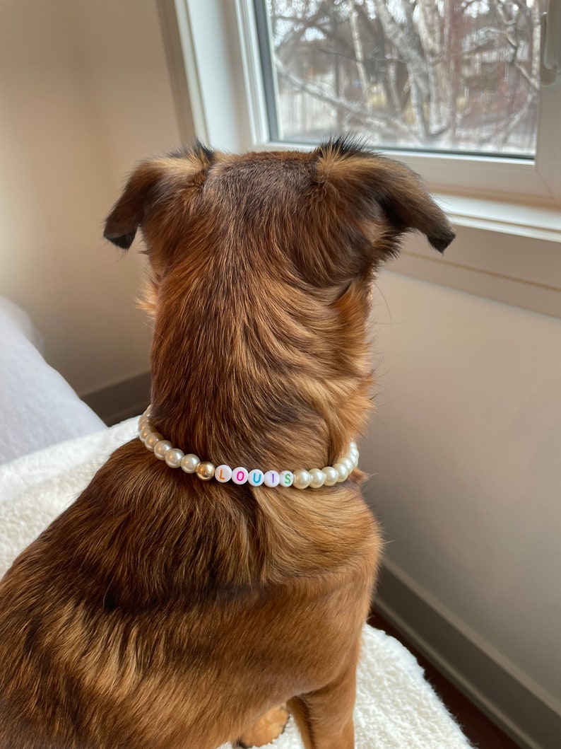 May include: A brown and black dog with a pearl necklace that spells out "LOUIS" in colorful letters.
