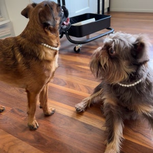 May include: Two Brussels Griffon dogs wearing pearl necklaces. The dog on the left is brown and standing, while the dog on the right is gray and sitting. Both dogs are looking at each other.