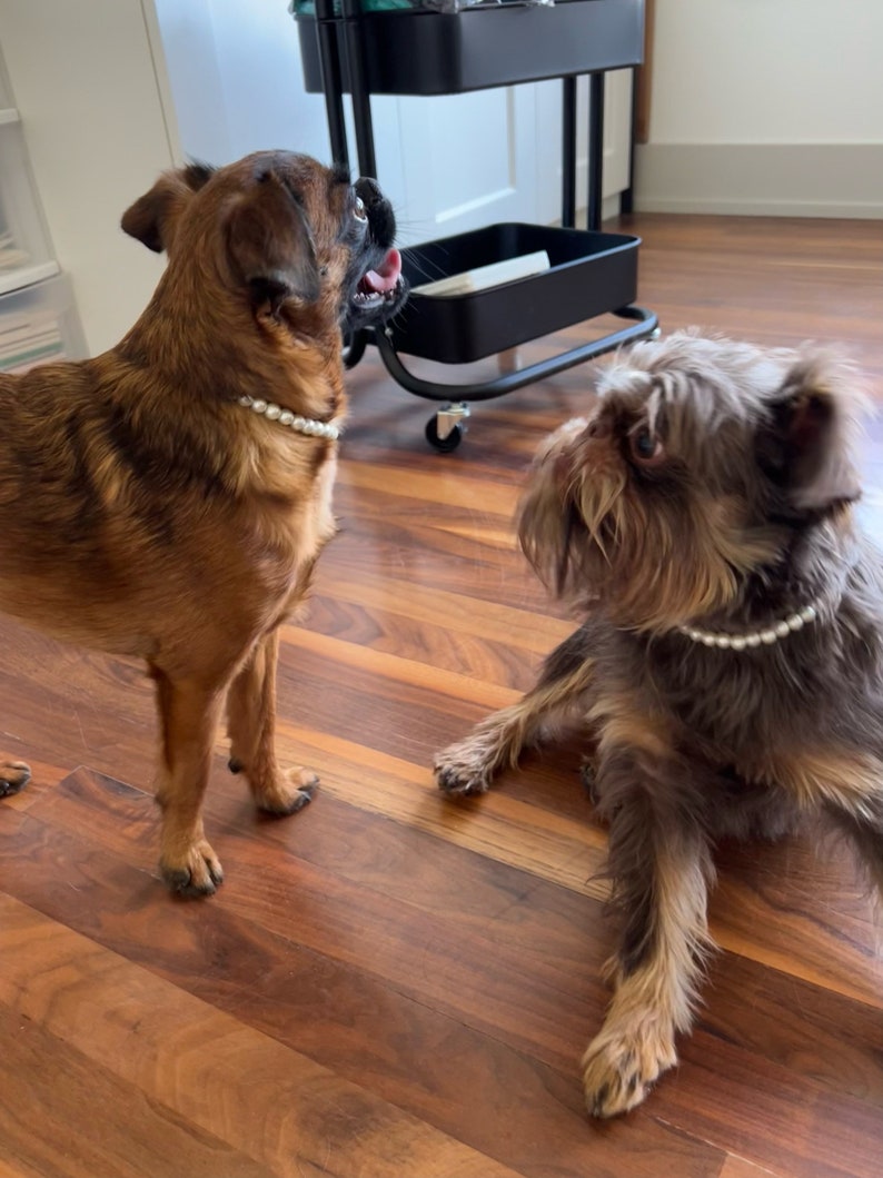 May include: Two Brussels Griffon dogs wearing pearl necklaces. The dog on the left is brown and standing, while the dog on the right is gray and sitting. Both dogs are looking at each other.