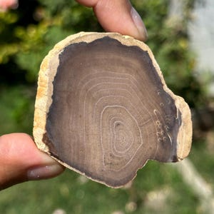 Petrified Wood Specimen | Fossilized Natural Wood Slice Growth Rings 2.5”