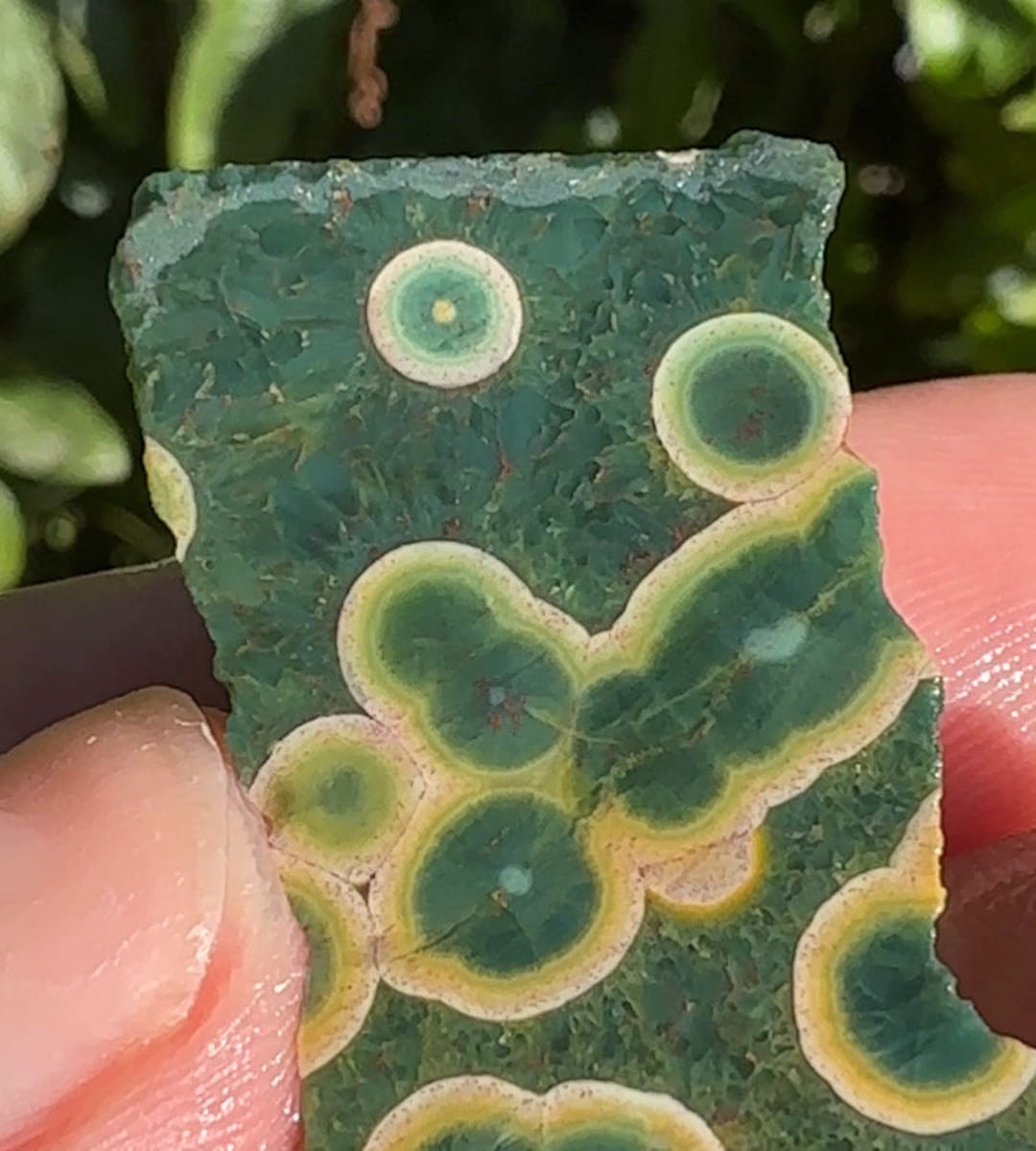 •KABAMBY OCEAN JASPER• carved mushroom