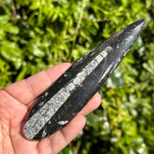Polished Orthoceras Fossil carving point cephalopod stone 5.9”