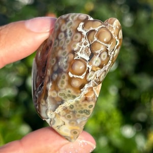 May include: A polished Ocean Jasper stone with a unique pattern of brown, tan, and white circular and oval shapes. The stone has a smooth, rounded shape and is held up against a blurred green background.