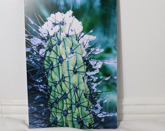 Snow/Cactus/Southwest/Wall decor/Office decor/Mounted/Photo/Print/Aesthetic/Cool toned/Fun/Home decor/Under 50 dollars/Free shipping