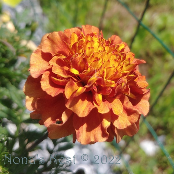 French Marigold Seeds, Strawberry Blonde (Tagetes patula)