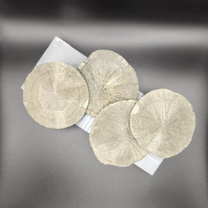 May include: Four round, flat pyrite stones with a radial pattern. The stones are a light, metallic gold colour and have a rough, textured surface.