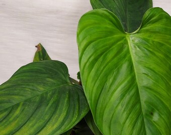 Philodendron nangaritense, fuzzy petiole, Philodendron, live house plants, indoor plants