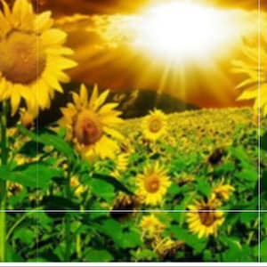 Peinture à diamants (ダイヤモンド ペインティング) perles rondes Champ de tournesols