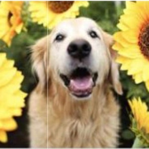 Peinture à diamants (ダイヤモンド ペインティング) perles rondes Chien tournesols