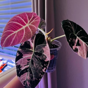 May include: An Alocasia plant in a clear plastic pot featuring large, heart-shaped leaves with a variegated pattern of deep black and vibrant pink. The foliage displays prominent white veins, with one leaf showing a solid pink hue and others exhibiting a mottled, high-contrast color distribution across the surface.