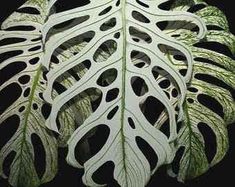 Monstera Devil Monster Deliciosa Rare Tissue Culture B Grade