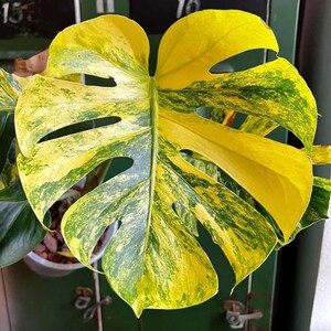 MONSTERA YELLOW MARILYN Tissue Cultures High Color - Etsy