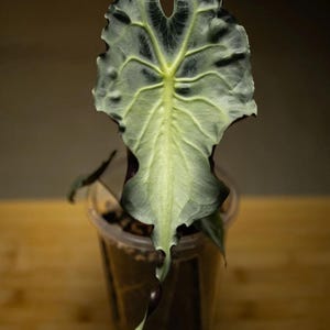 ALOCASIA VENOM Tissure Culture
