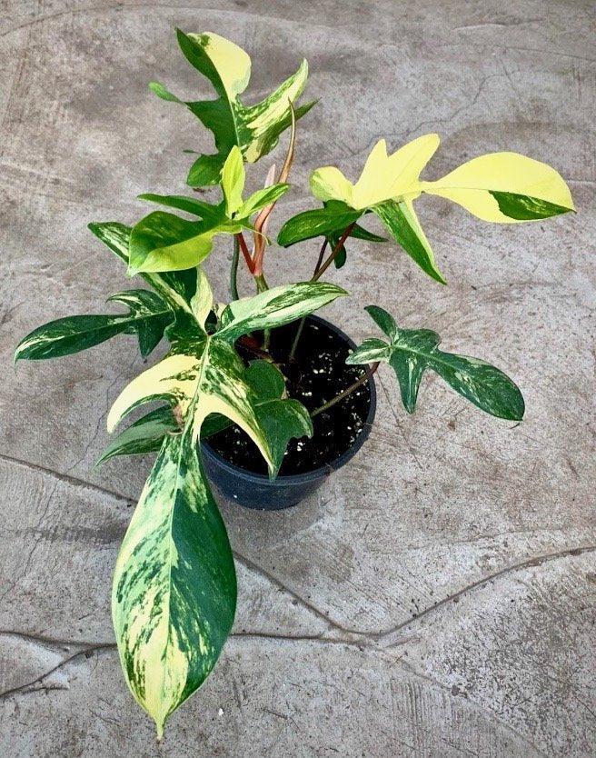 PHILODENDRON FLORIDA BEAUTY Variegated Tissue Culture