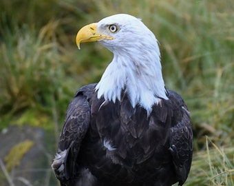 Bald Eagle Picture - Etsy Canada Bald Eagle Picture - Etsy Canada