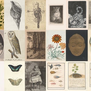 May include: A collage of vintage illustrations featuring a variety of subjects, including botanicals, animals, and human anatomy. The images are in black and white and sepia tones, and they are arranged in a grid pattern.