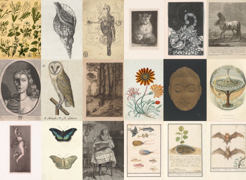 May include: A collage of vintage illustrations featuring a variety of subjects, including botanicals, animals, and human anatomy. The images are in black and white and sepia tones, and they are arranged in a grid pattern.