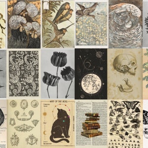 May include: A collage of vintage illustrations featuring various subjects, including birds, flowers, skulls, and a black cat. The images are in black and white and sepia tones, with a vintage aesthetic.