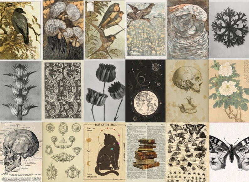 May include: A collage of vintage illustrations featuring various subjects, including birds, flowers, skulls, and a black cat. The images are in black and white and sepia tones, with a vintage aesthetic.