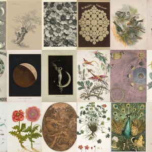 May include: A collage of vintage illustrations featuring various subjects, including a human head with a detailed cross-section of the brain, a frog, a peacock, a moon, and a variety of plants and flowers.