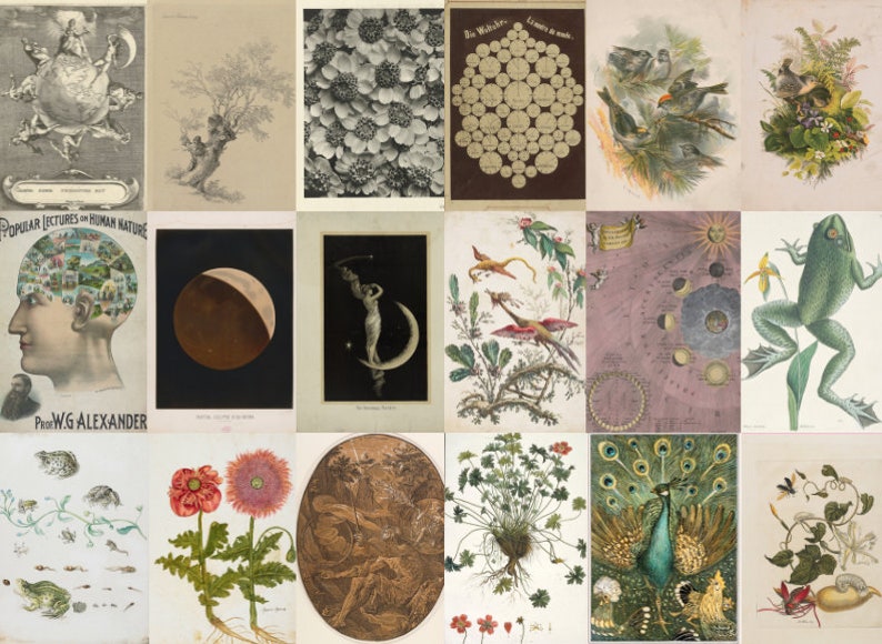 May include: A collage of vintage illustrations featuring various subjects, including a human head with a detailed cross-section of the brain, a frog, a peacock, a moon, and a variety of plants and flowers.