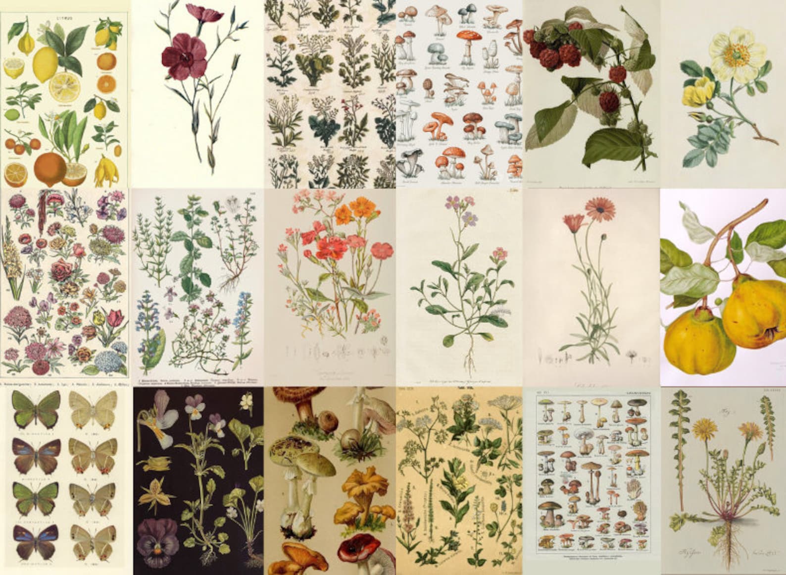 260 PCS - Vintage Posters - Botanical Prints - Wall Collage Kit ...