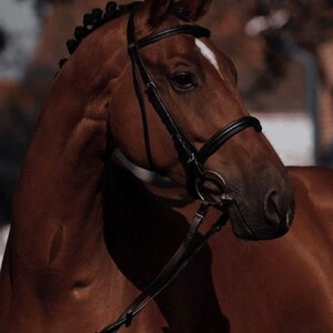 May include: A brown horse with a black bridle and reins. The horse is looking to the side and has a white stripe on its forehead.